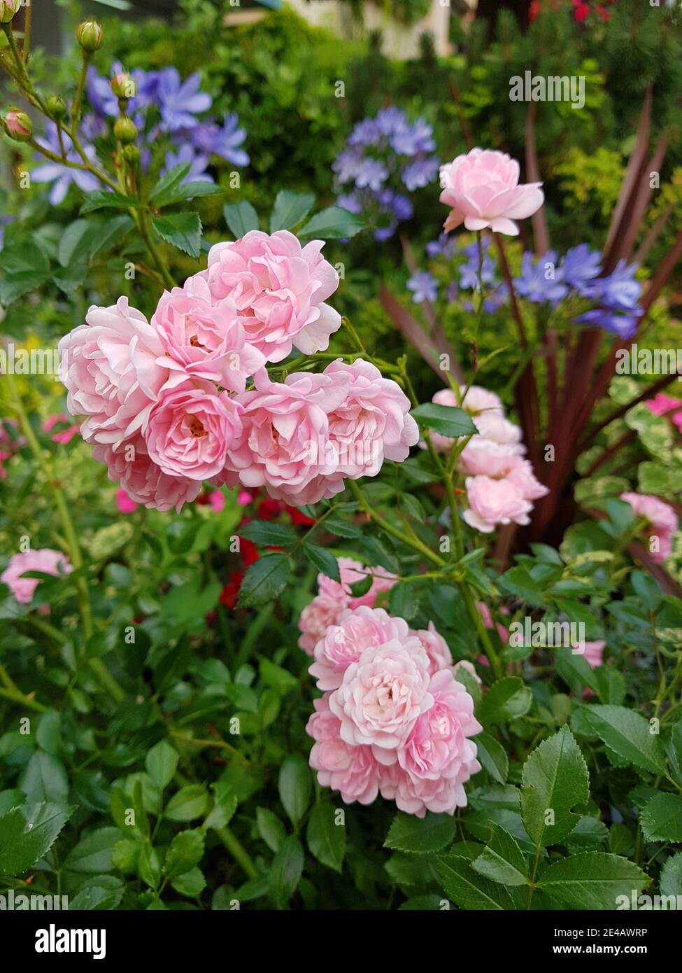 Le rose rosa in giardino Foto Stock