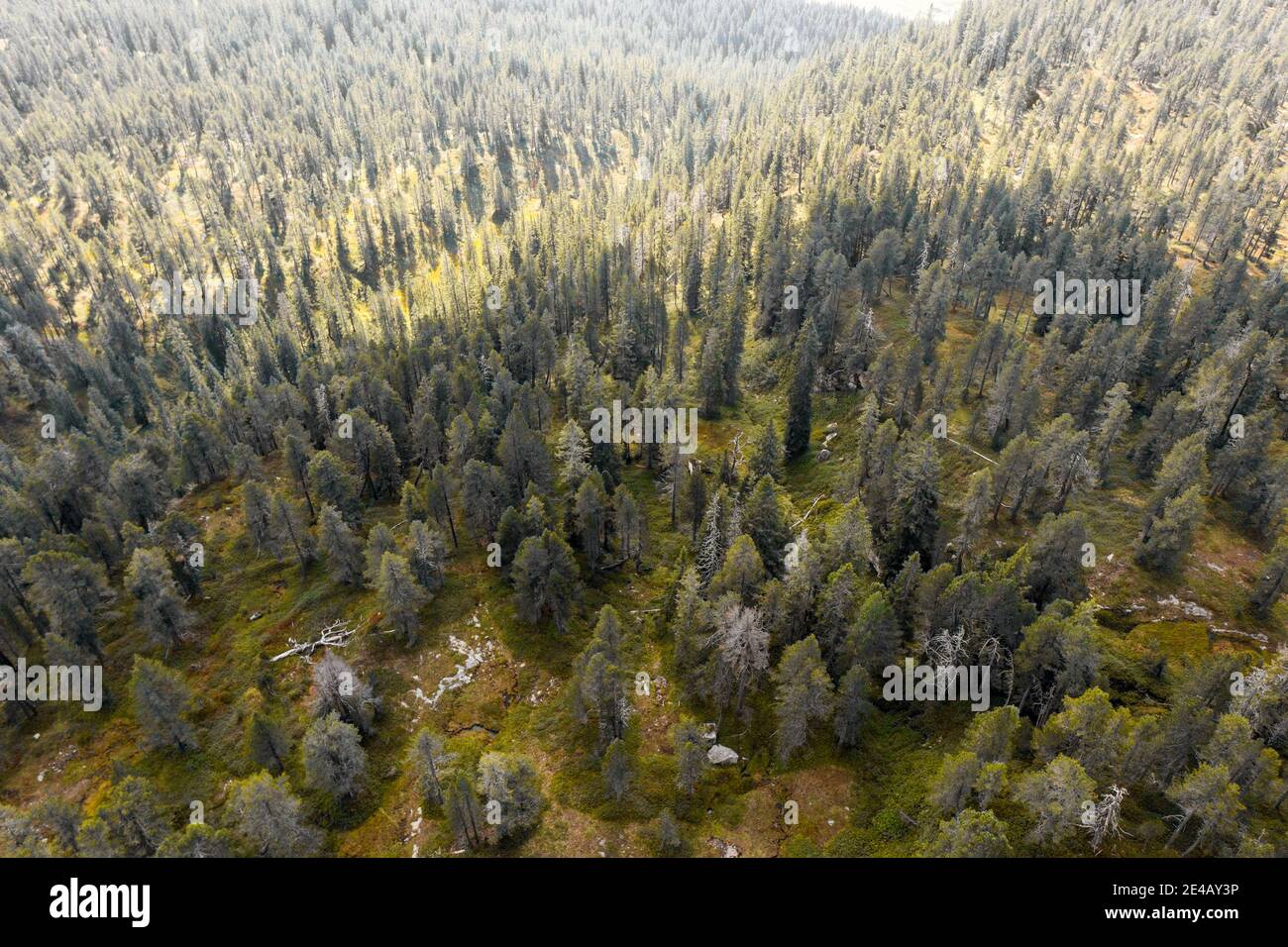 foresta di abete chiaro dall'alto all'ombra, colori autunnali Foto Stock