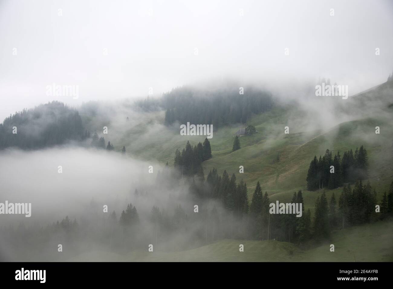 ALP con foresta di abeti e nebbia Foto Stock