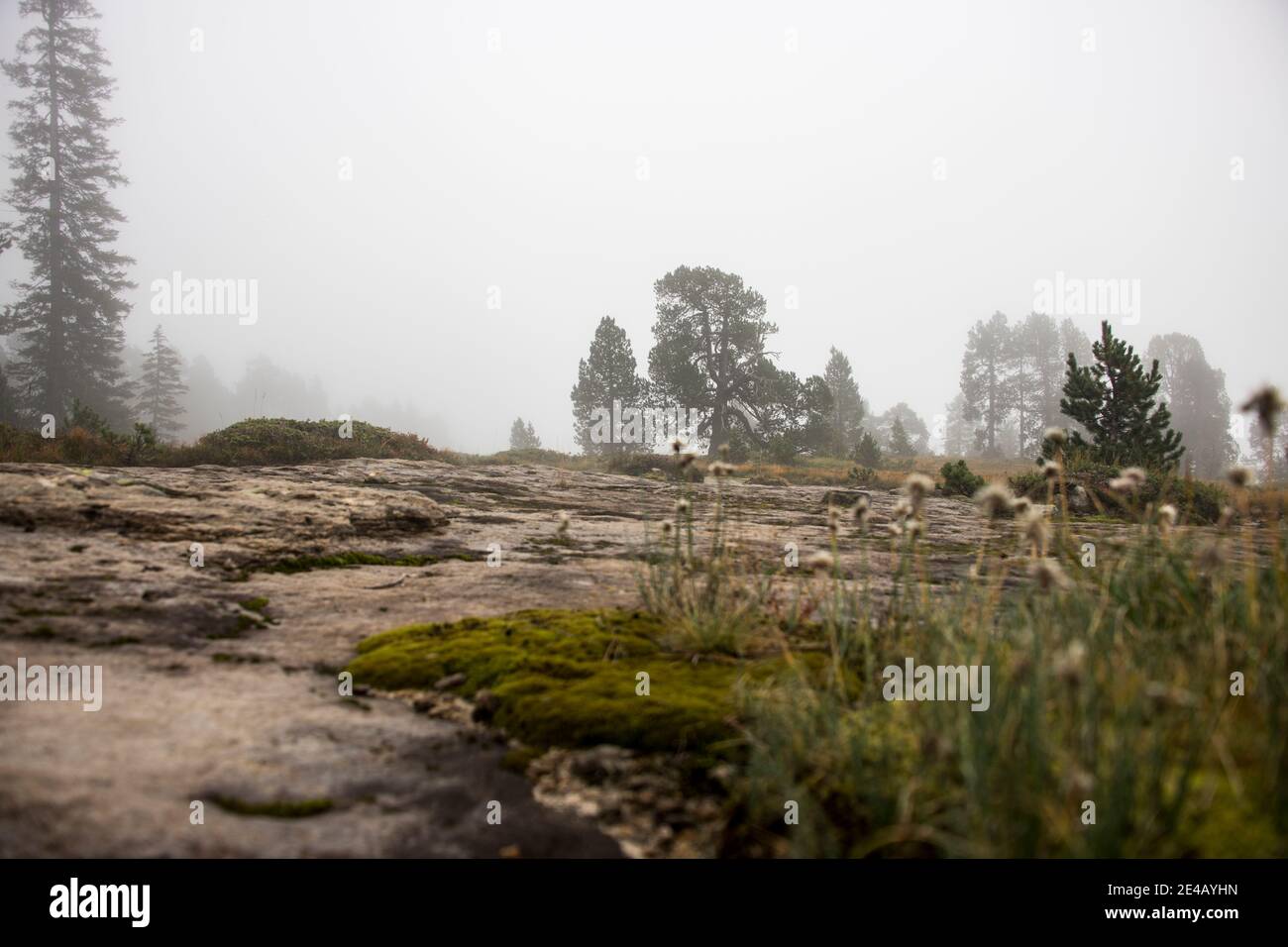 sottosuolo roccioso con erbe dal punto di vista di una rana, silhouette di alberi sullo sfondo Foto Stock