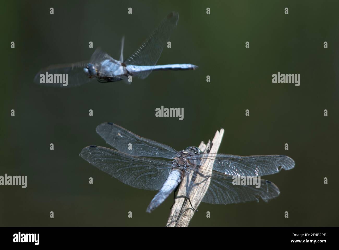 Libellula azzurra in volo e sulle canne Foto Stock