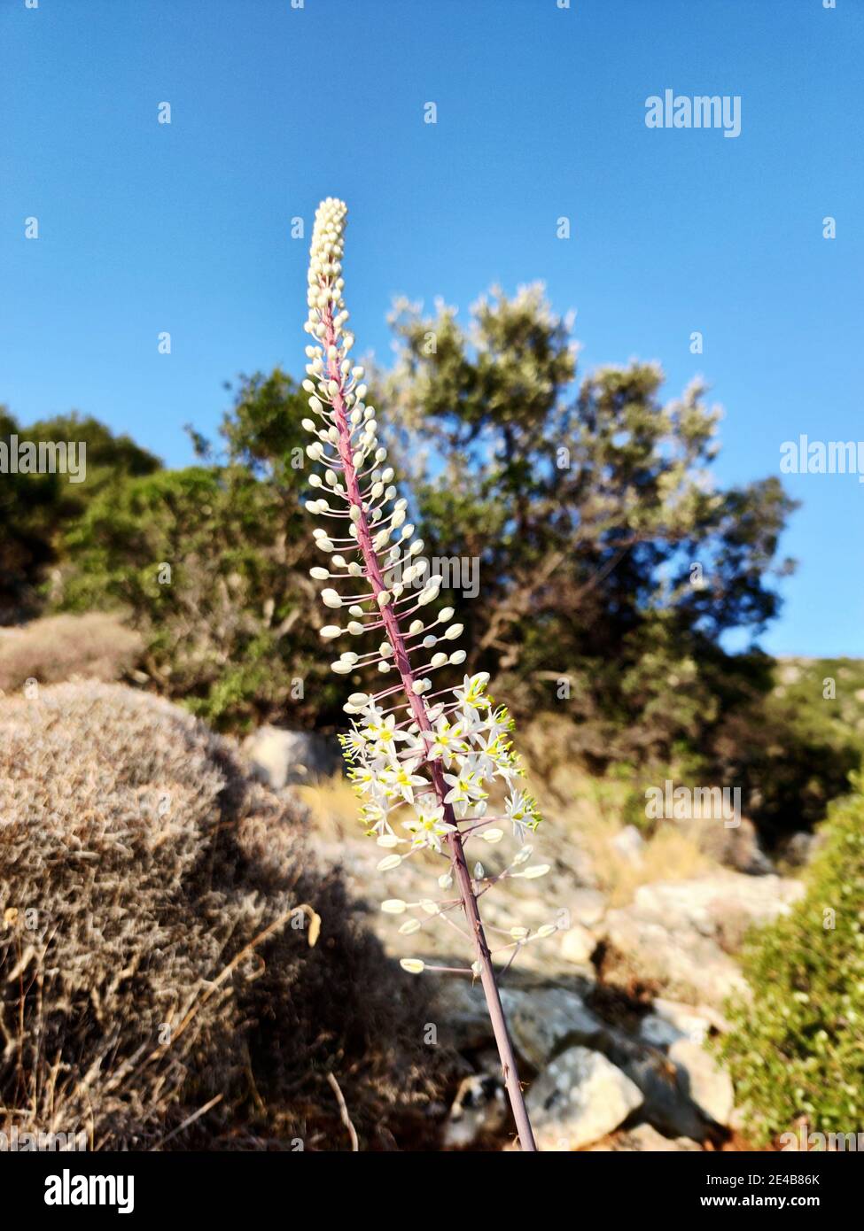 La cipolla bianca (Drifia maritima) È una specie di pianta originaria del Mediterraneo Foto Stock
