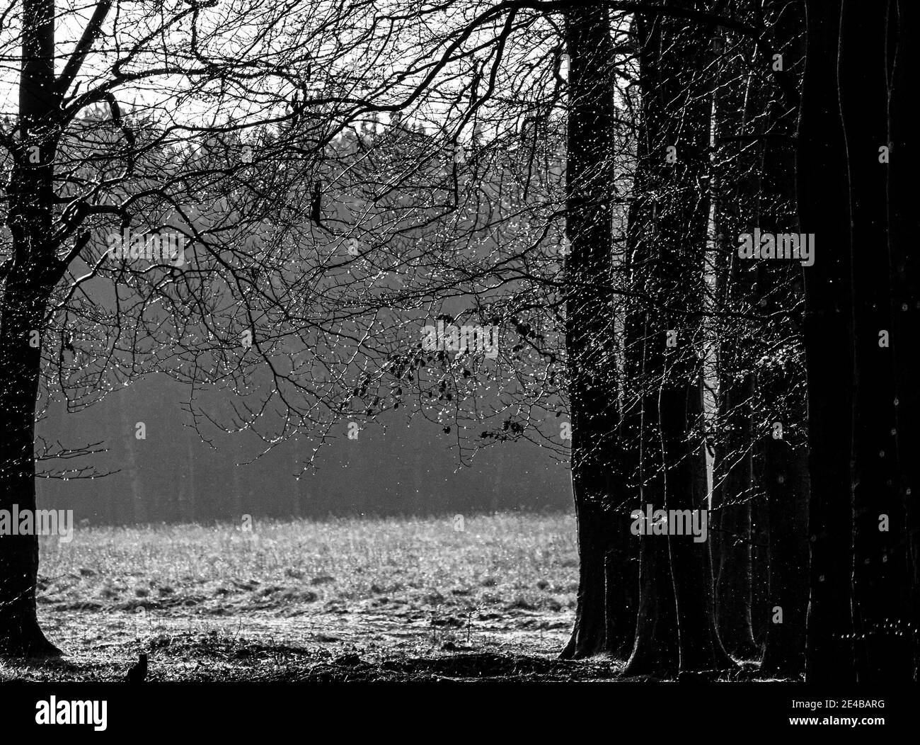 guardando giù un viale dell'albero ad alcune foglie rimanenti refusinig per lasciare andare in inverno in bianco e nero Foto Stock