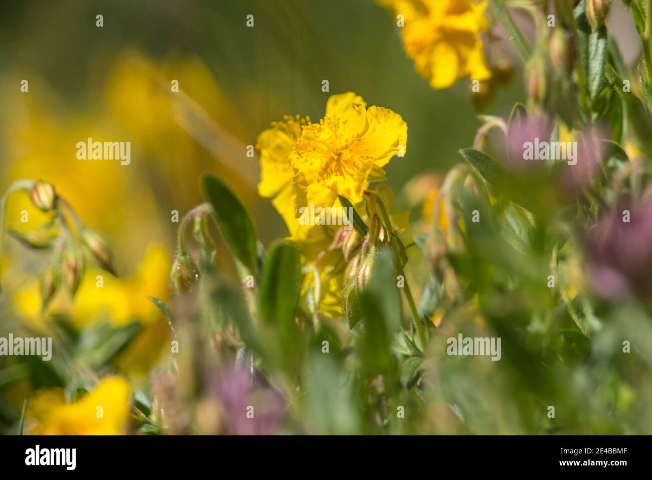 prato di montagna in fiore, acquerello, poca profondità di campo, colorato Foto Stock