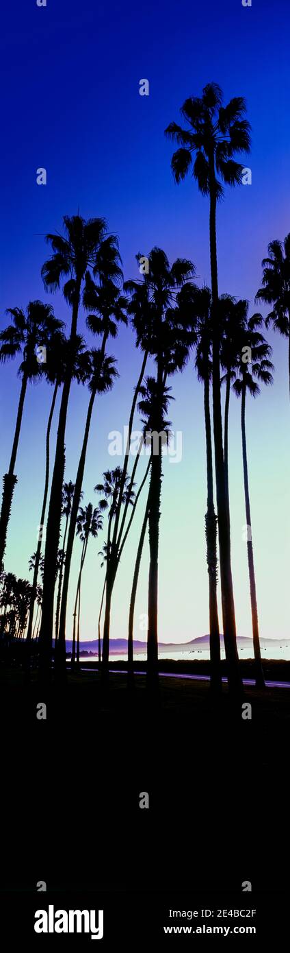 Silhouette di palme all'alba, Santa Barbara, California, USA Foto Stock