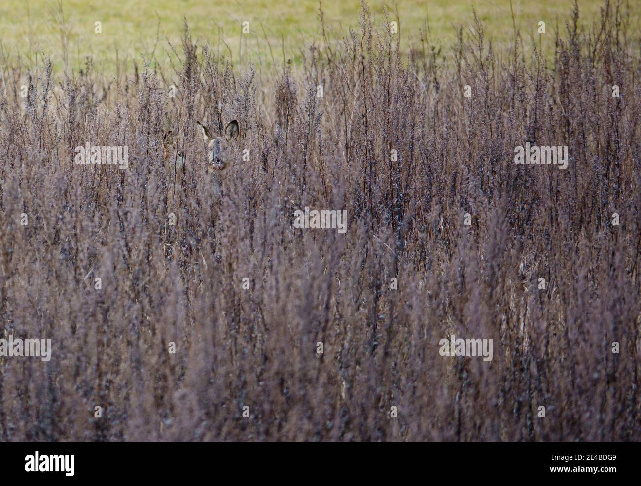 due volti di cervo sbirciano, nascondendosi in un'erba lunga e scura d'inverno Foto Stock