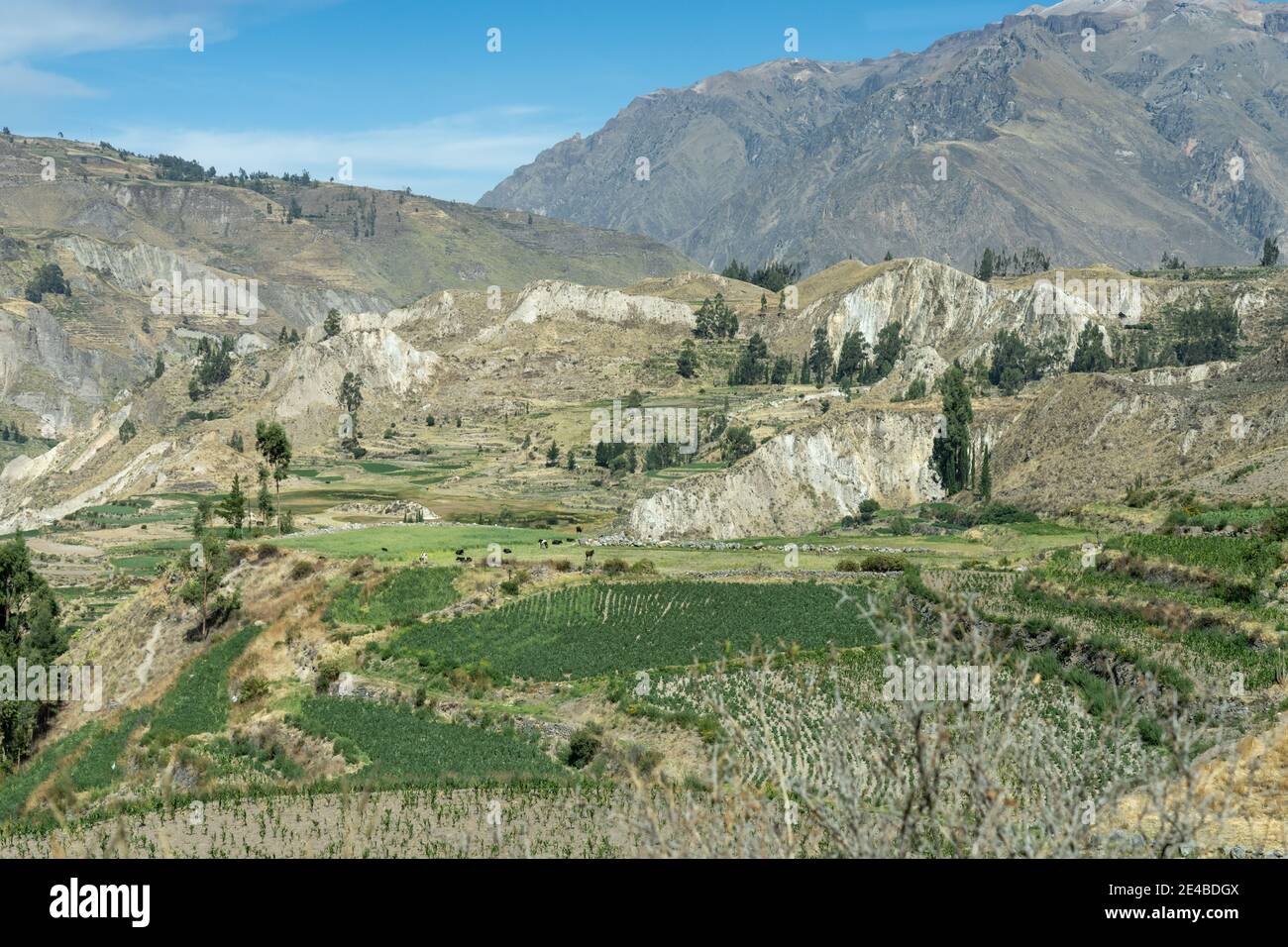 La Colca Valley, nelle Ande peruviane, ospita il secondo canyon più profondo del mondo, con terrazze, fauna selvatica e paesaggi naturali. Foto Stock