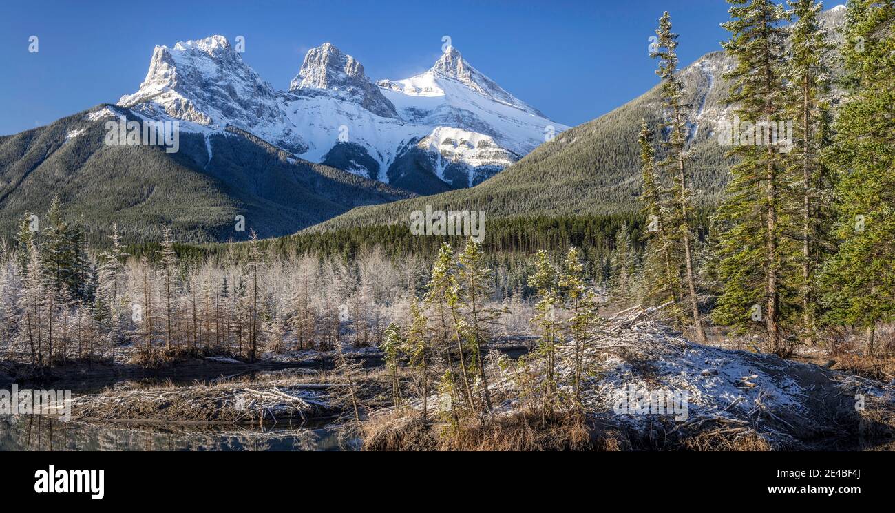 Vista su alberi con montagne innevate, Polizian's Creek, Beaverlodge, Three Sisters, Canmore, Alberta, Canada Foto Stock