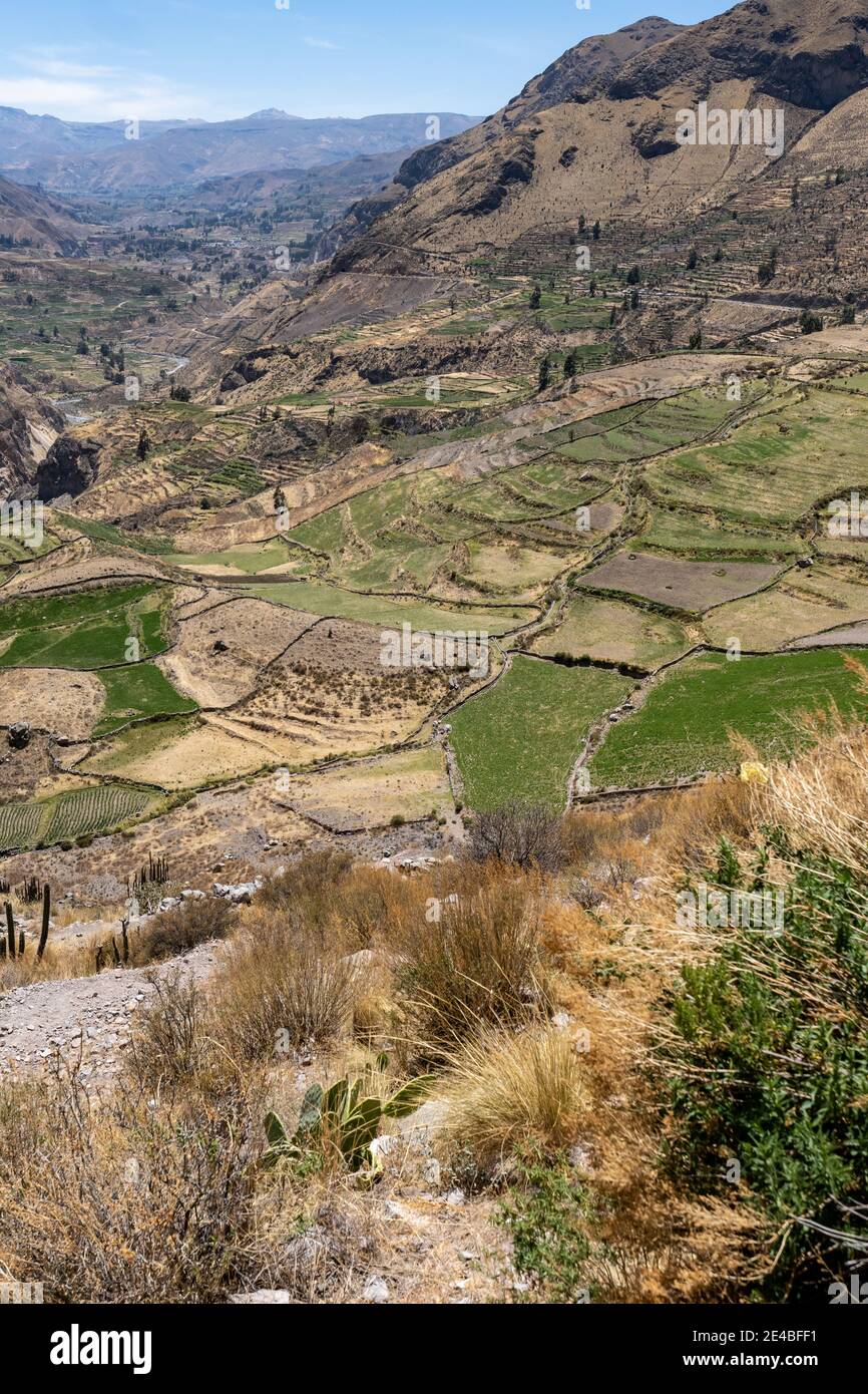 La Colca Valley, nelle Ande peruviane, ospita il secondo canyon più profondo del mondo, con terrazze, fauna selvatica e paesaggi naturali. Foto Stock