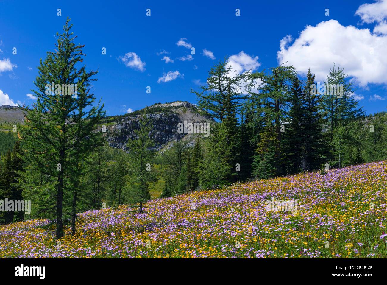 Fiori selvatici e larici in prato, Healy Pass, Alberta, Canada Foto Stock