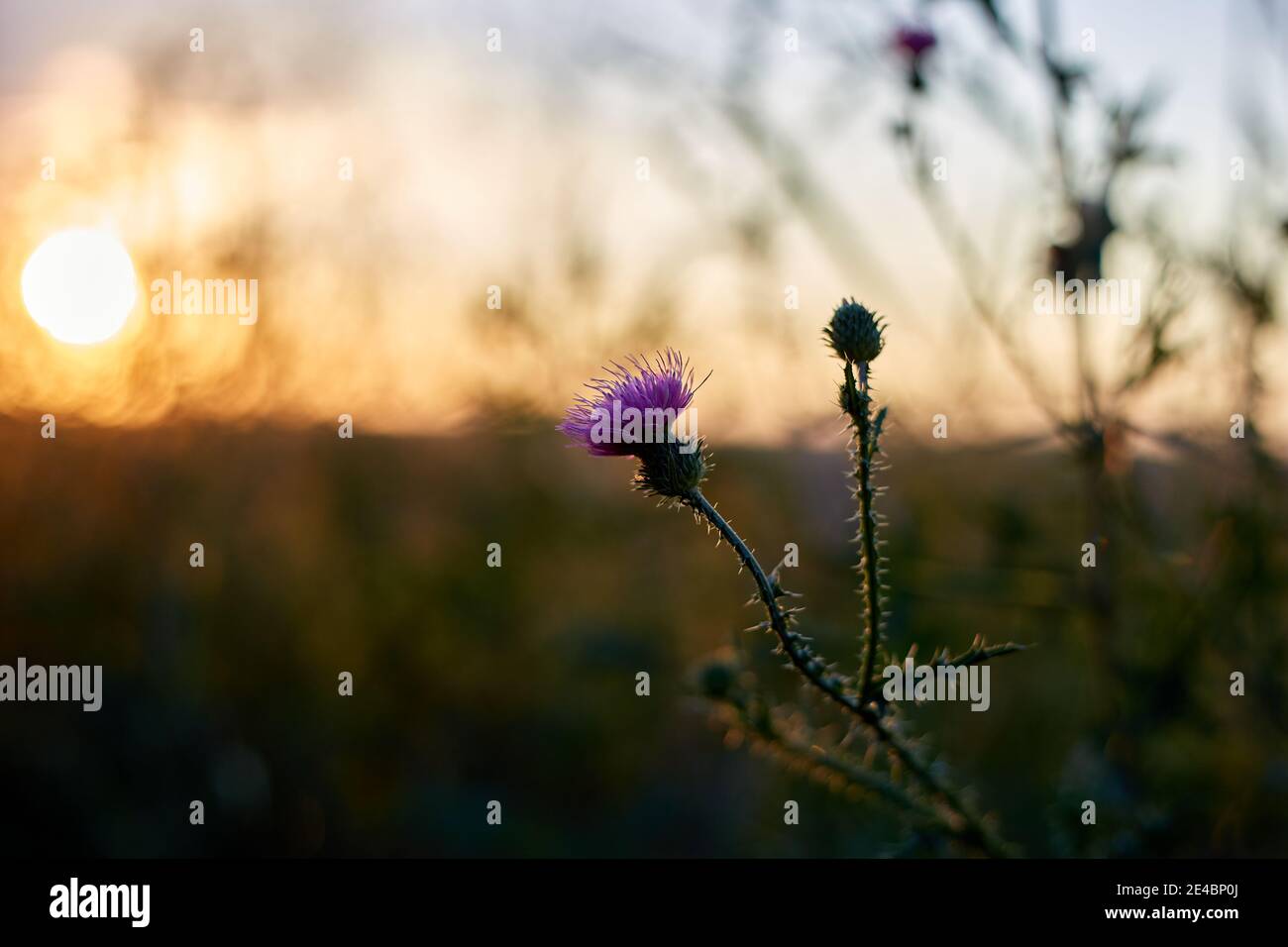 Girasole con grande fiore viola al tramonto Foto Stock