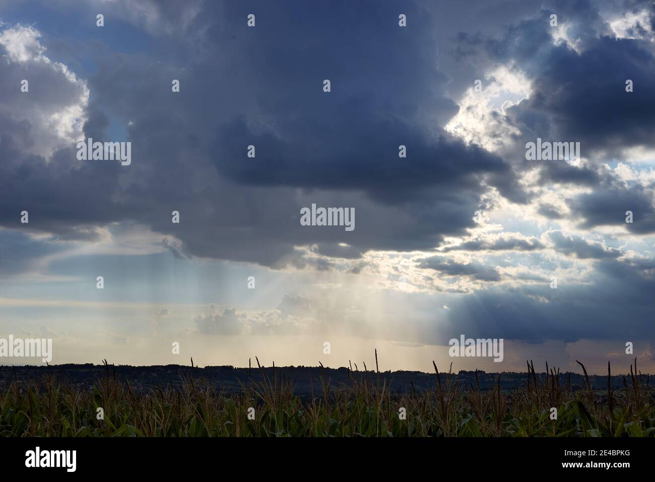 Regione suburbana. I raggi del sole cercano di rompere attraverso le nuvole. Un sacco di colori, un sacco di nuvole, un sacco di mais Foto Stock