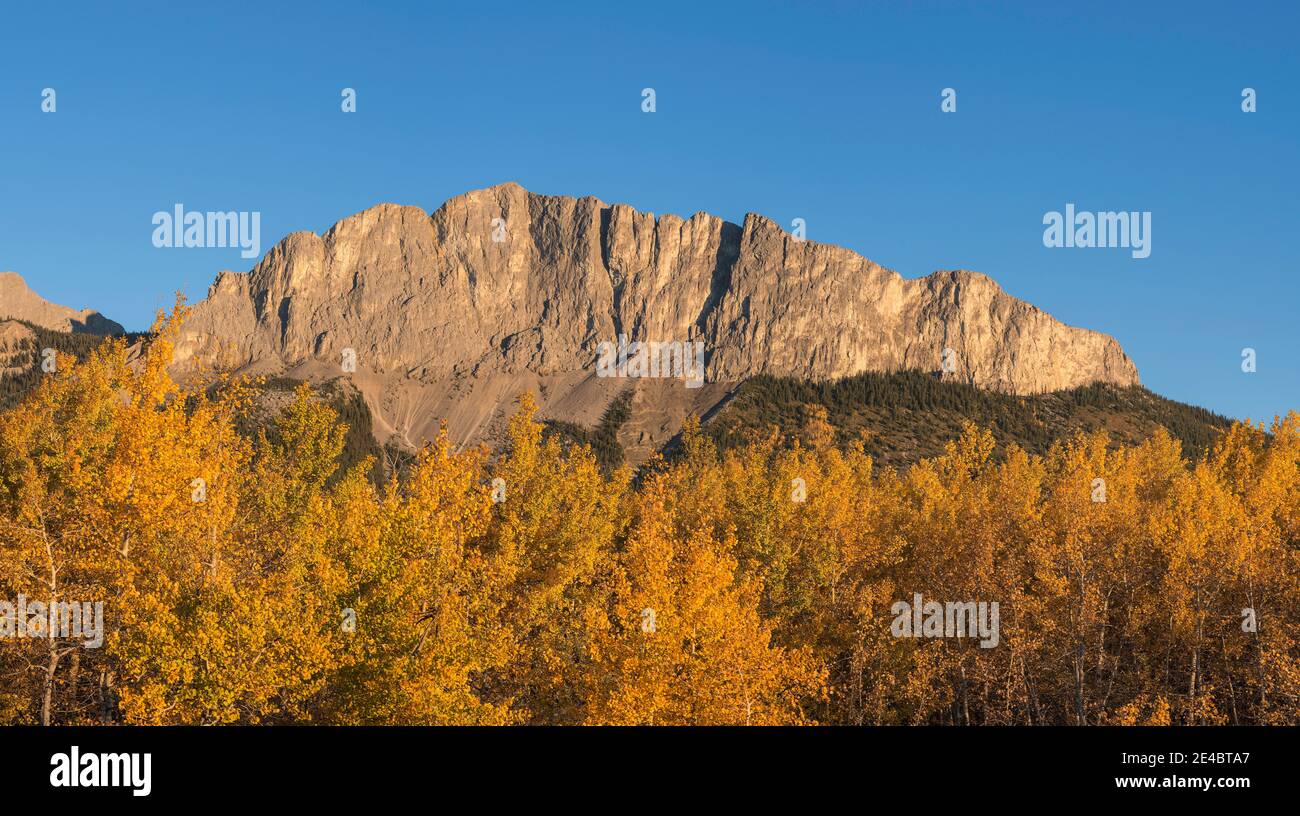 Alberi di pioppo in autunno, Monte Yamnuska, Kananaskis Country, Alberta, Canada Foto Stock