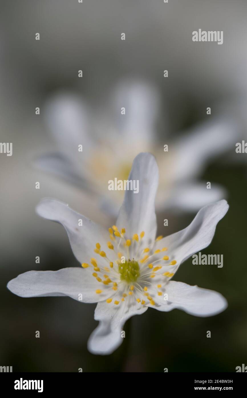 Anemone in legno, tipo acquerello, macro Foto Stock