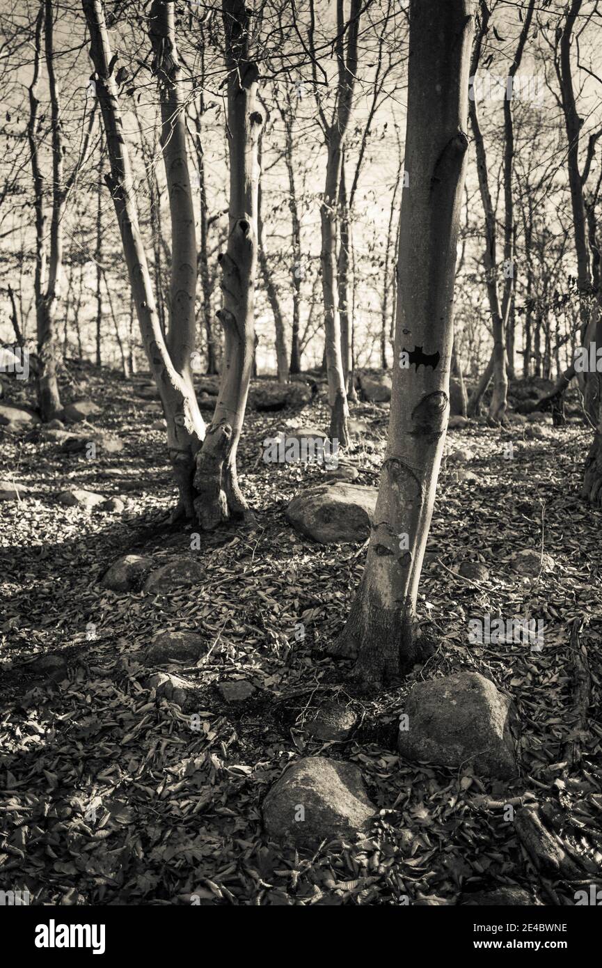 Dogtown Trees, Gloucester, Cape Ann, Essex County, Massachusetts, Stati Uniti Foto Stock