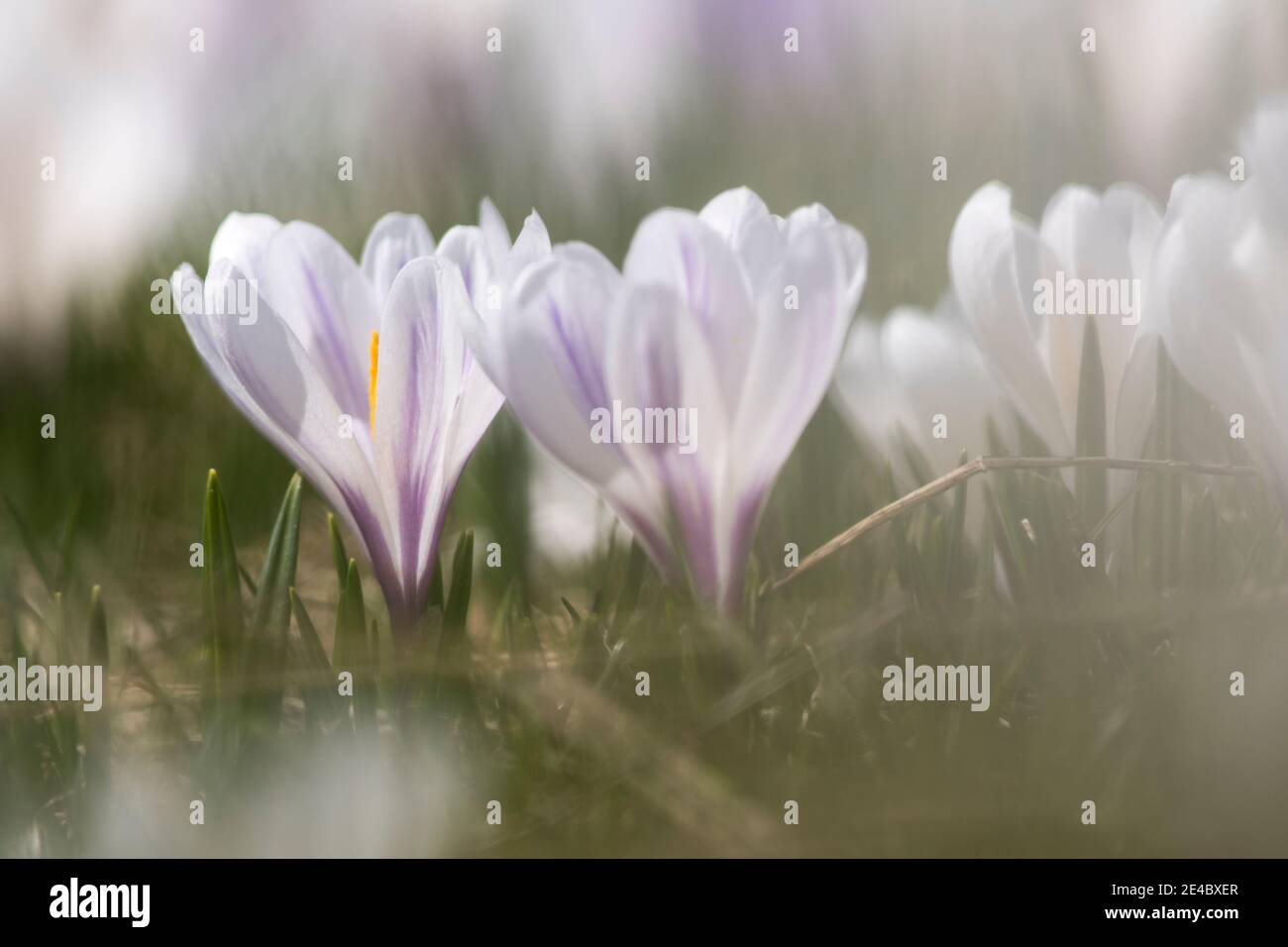 Macro shot di crocus, acquerello-come Foto Stock