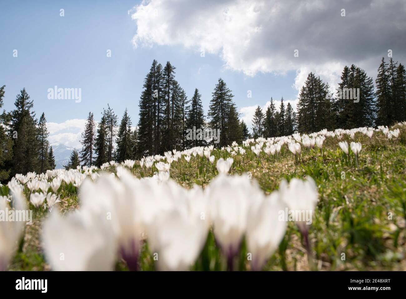 Prato con croci e abeti sullo sfondo Foto Stock