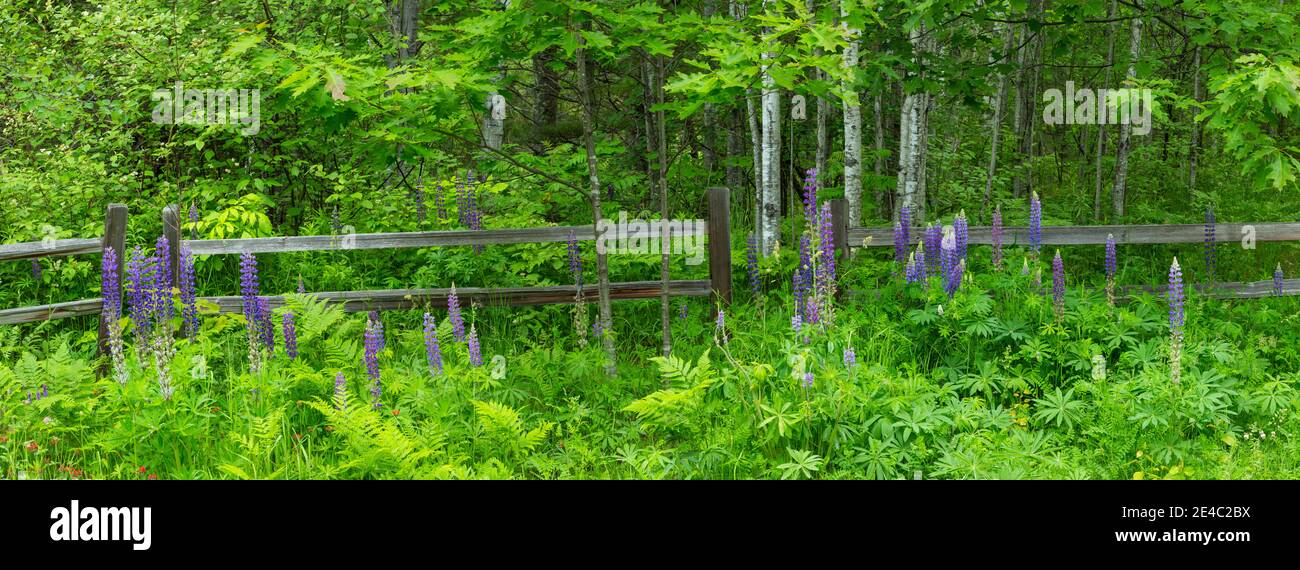 Recinzione in una foresta, Minnesota, Stati Uniti Foto Stock