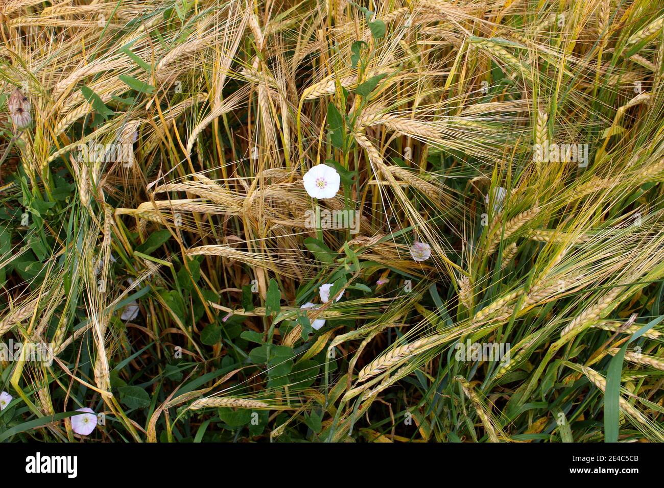 Fiore in grano ed erba Foto Stock