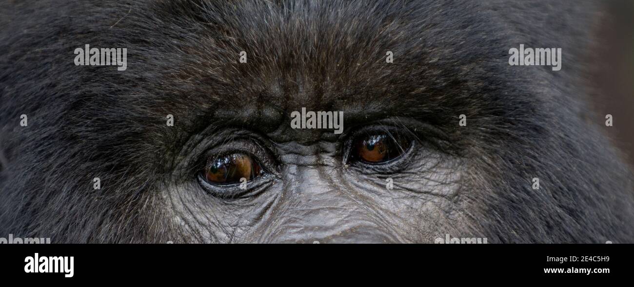 Testa di gorilla di montagna (Gorilla beringei beringei), Ruanda Foto Stock