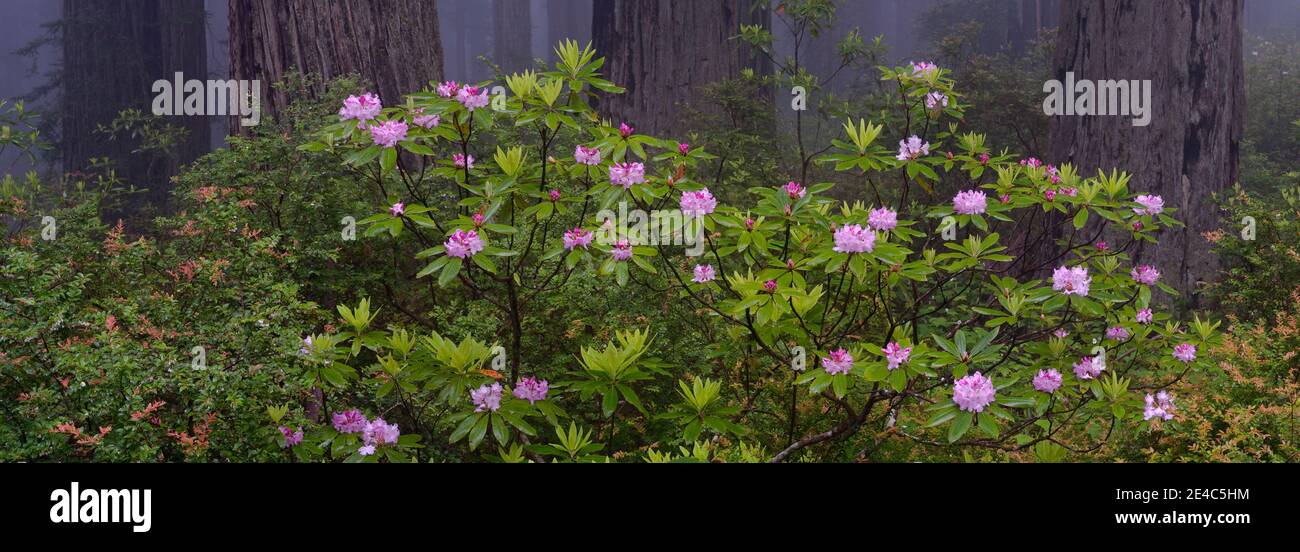 Redwood (Sequoia sempervirens) e Pacific Rhododendron (Rhododendron macrophyllum), Damnation Creek Trail, Redwood National Park, California, USA Foto Stock
