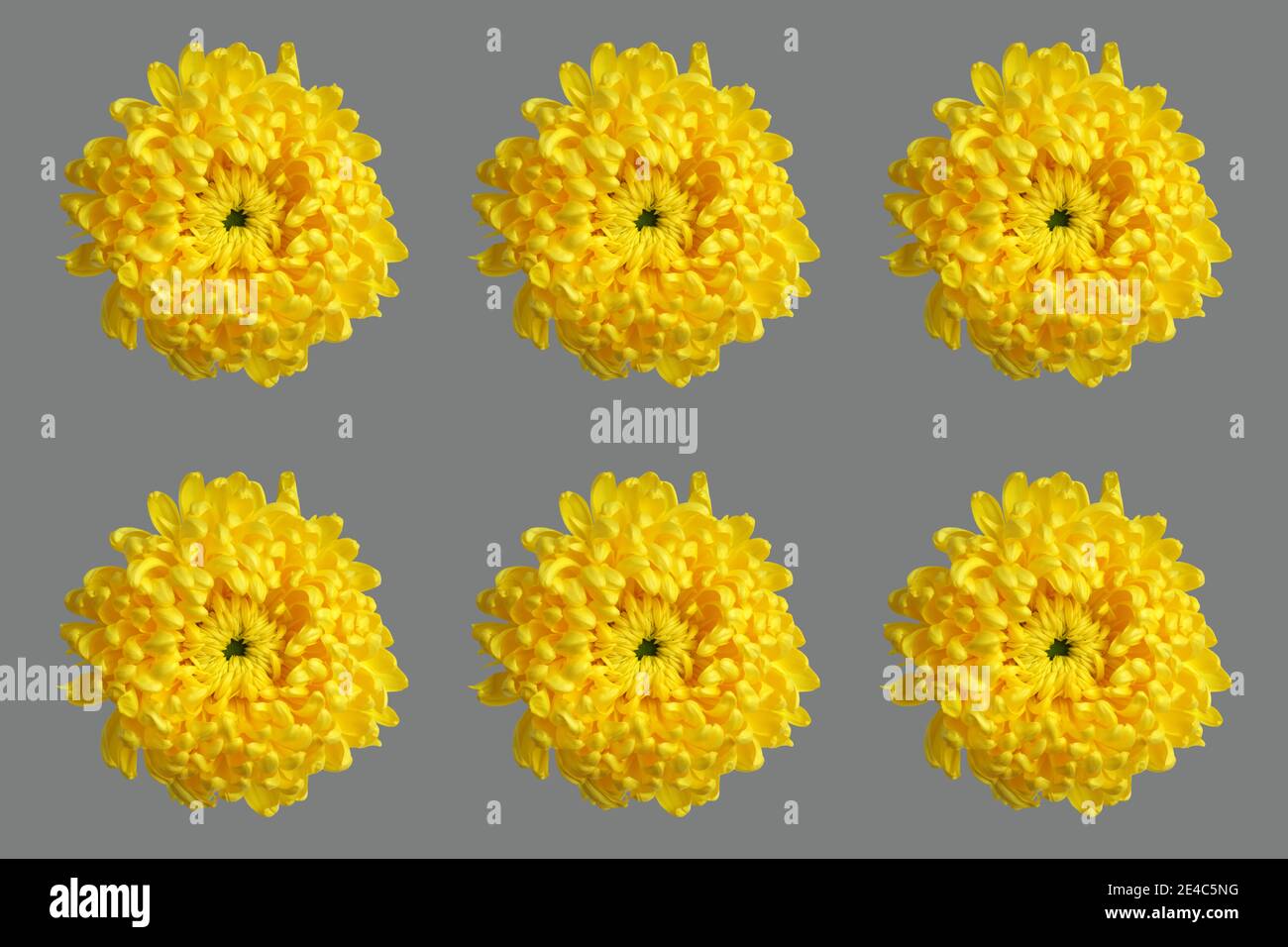 Fiori di crisantemo di grande colore giallo illuminante isolati su sfondo grigio chiaro. Primo piano. Concetto Color 2021. Foto Stock