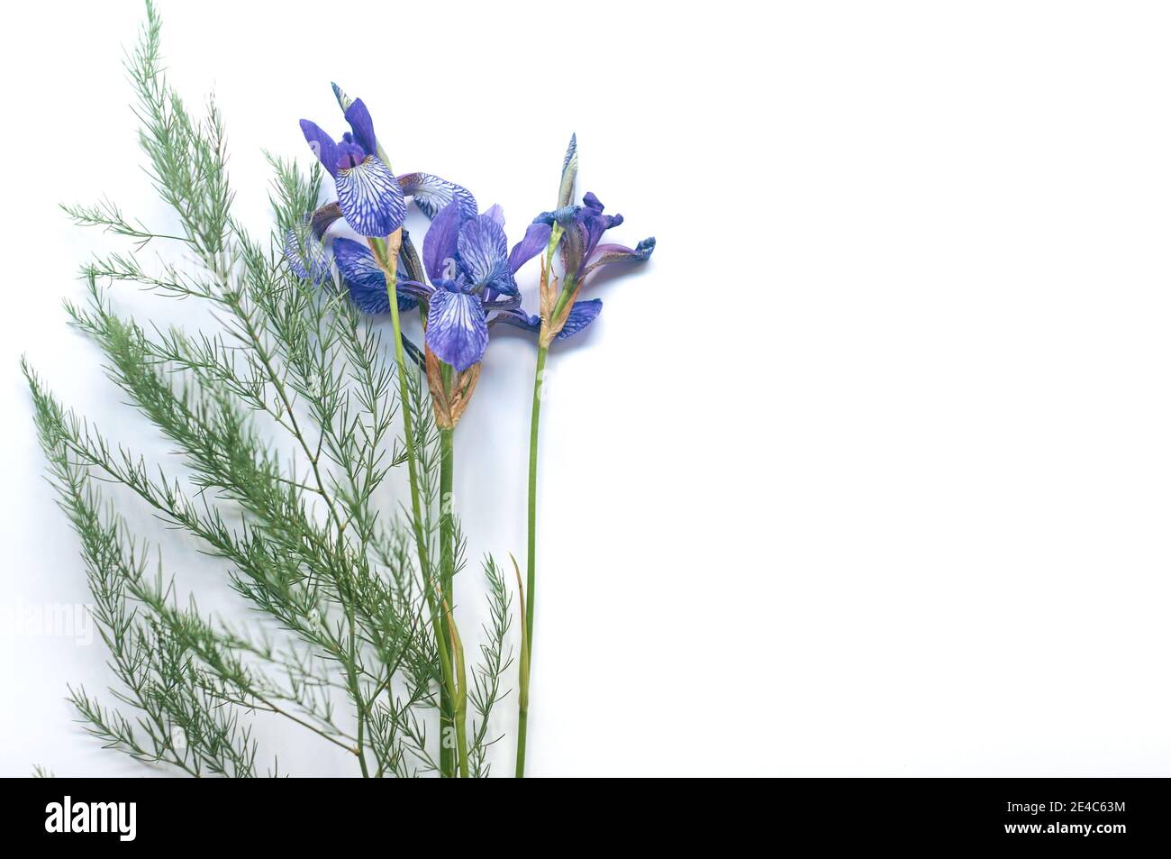 bouquet di fiori viola iris selvaggi su carta bianca sfondo Foto Stock