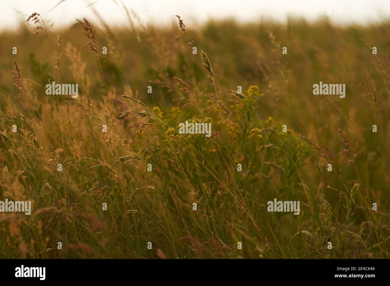 campo con erba verde lussureggiante e piante selvatiche e tramonto luce solare Foto Stock