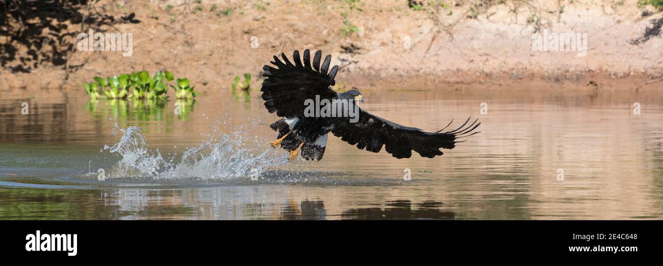 Primo piano di pesca Hawk nel fiume, Pantanal Wetlands, Brasile Foto Stock
