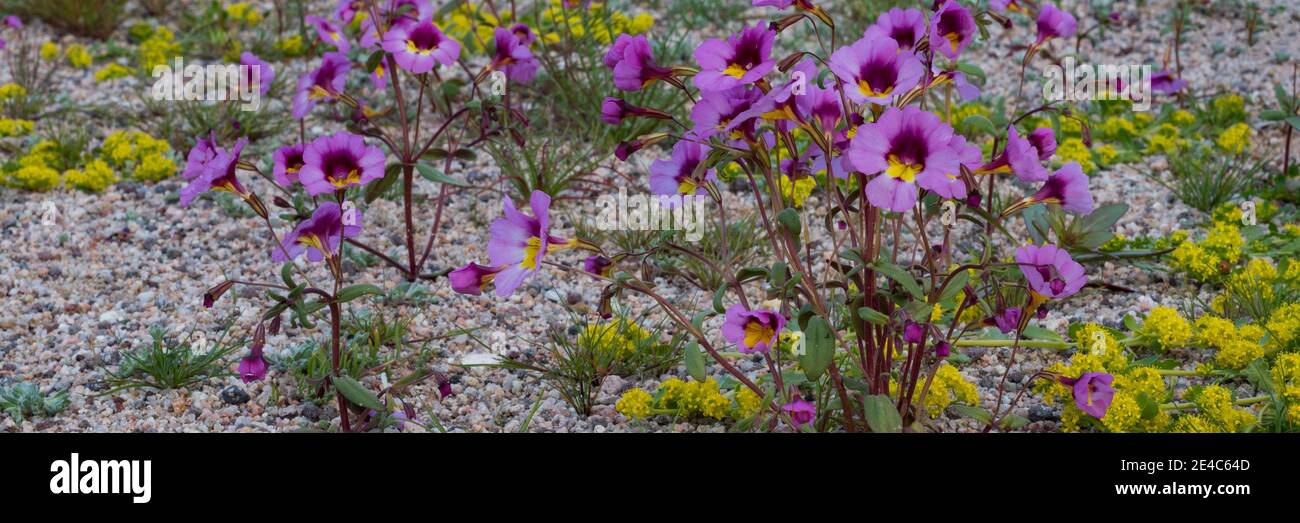 Primo piano di Bigelow's Monkey Flower (Mimulus bigelovi) e Yellow Peppergrass (Lepidium flavum) fiori nel Red Rock Canyon state Park, California, USA Foto Stock