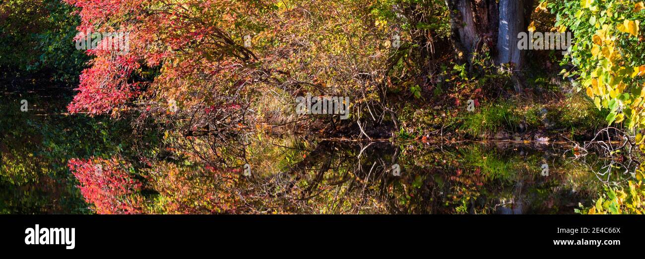 Albero fiorito a lato del lago, lago nascosto, Delaware Water Gap National Recreation Area, Pennsylvania, USA Foto Stock