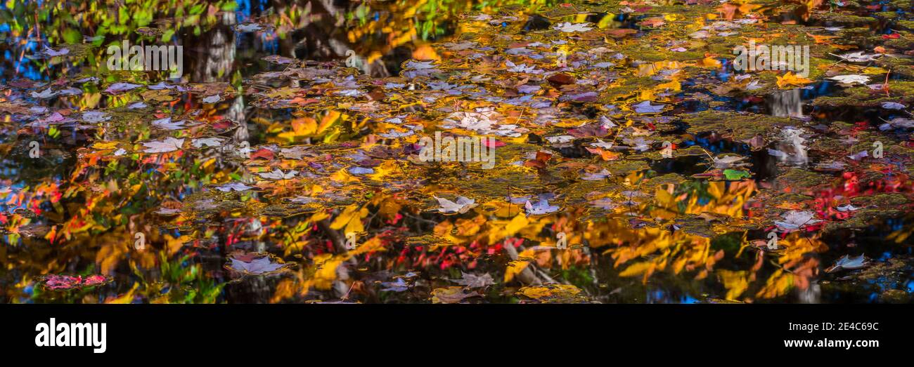 Le foglie autunnali galleggiano in un lago, lago nascosto, Delaware Water Gap National Recreation Area, Pennsylvania, USA Foto Stock