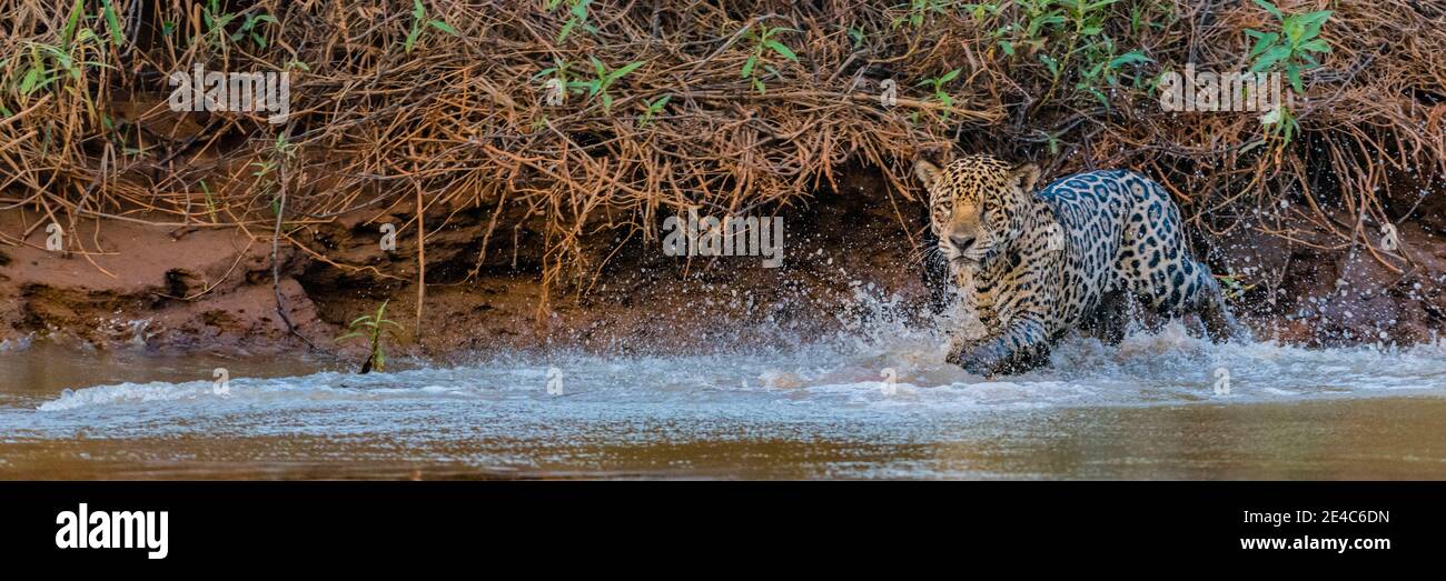 Jaguar (Panthera onca) a piedi in una foresta sul fiume, fiume Cuiaba, Pantanal Matogrossense National Park, Pantanal Wetlands, Brasile Foto Stock