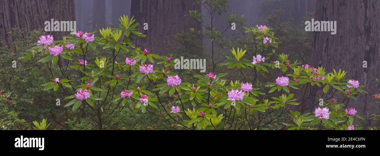 Sequoie costiere (Sequoia sempervirens) e Pacific Rhododendron (Rhododendron macrophyllum) fiori in fiore su piante, Damnation Creek Trail, Redwood National Park, California, USA Foto Stock