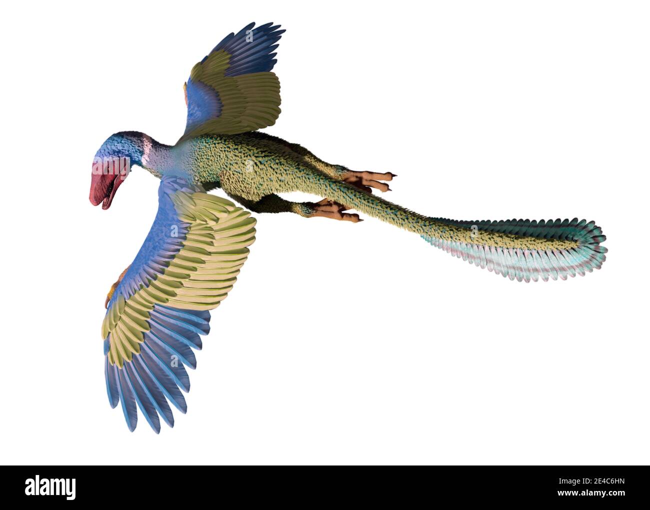 Archaeopteryx sp. Dinosauro in volo, illustrazione. Archaeopteryx, il cui nome significa 'ala antica', è ampiamente considerato uno dei primi di volo Foto Stock