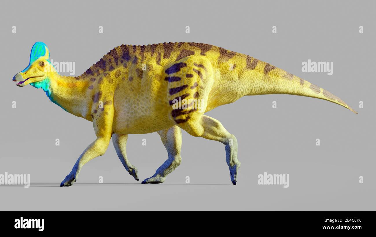 Il Corythosaurus è un genere di hadrosaurid (cioè "Duck-fatturato") dinosauri, mangiatori di pianeta, che vivevano in quello che è ora Nord America verso la fine del Foto Stock