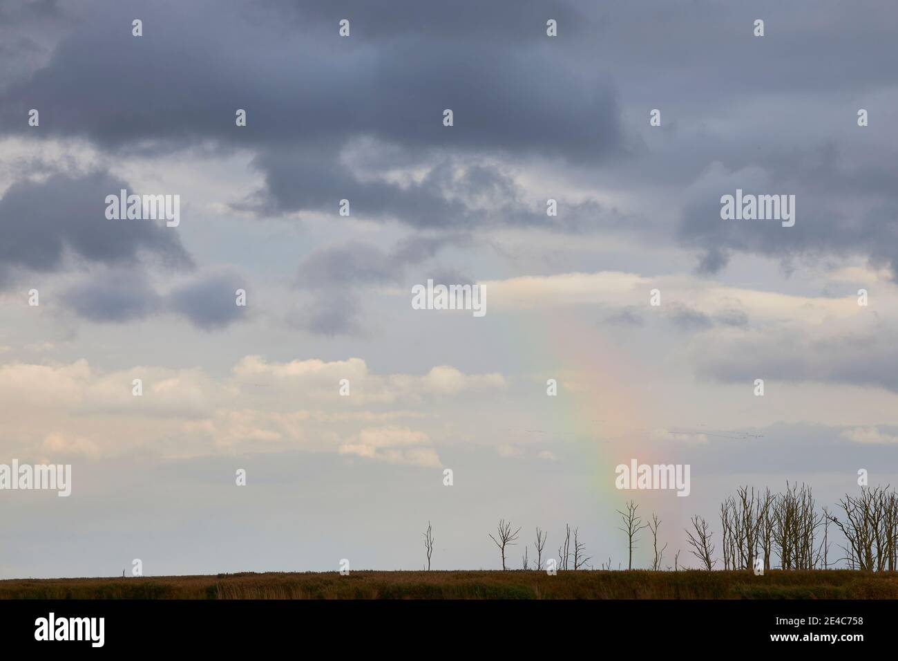 Germania, Meclemburgo-Pomerania occidentale, Anklamer Stadtbruch, arcobaleno Foto Stock