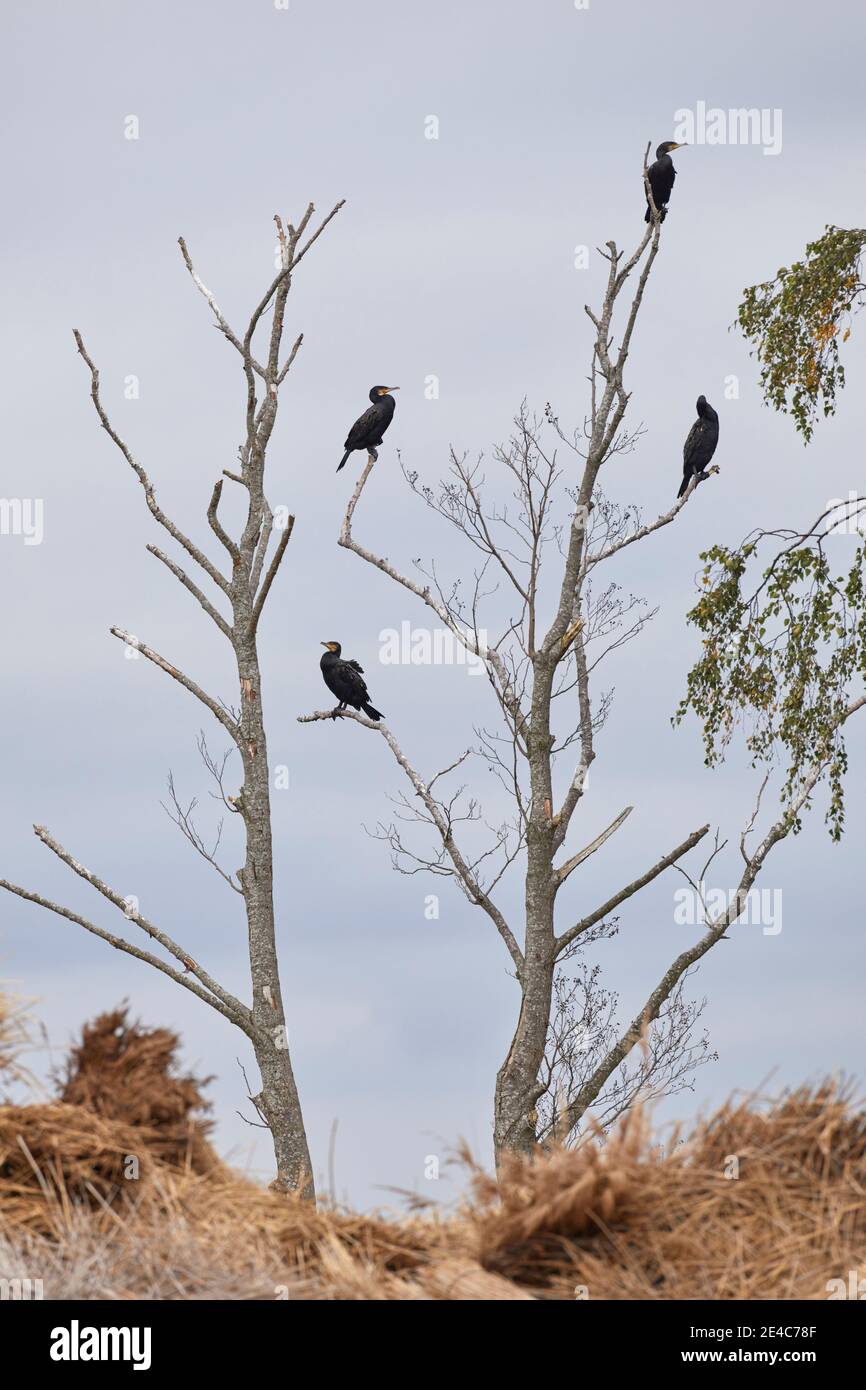 Germania, Meclemburgo-Pomerania occidentale, Anklamer Stadtbruch, cormorani Foto Stock