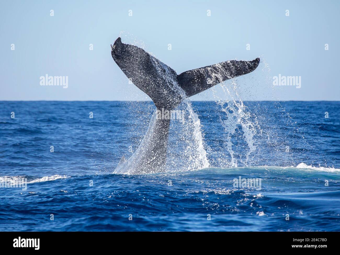 Una balena megattere, Megaptera novaeangliae, coda che schiaffa la superficie del Pacifico al largo delle Hawaii. Si ritiene che questa sia una forma di comunicazione. Foto Stock