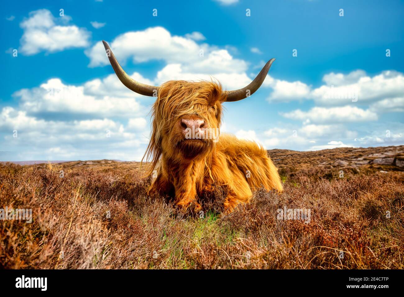 Highland bovini sulla penisola di Applecross Foto Stock
