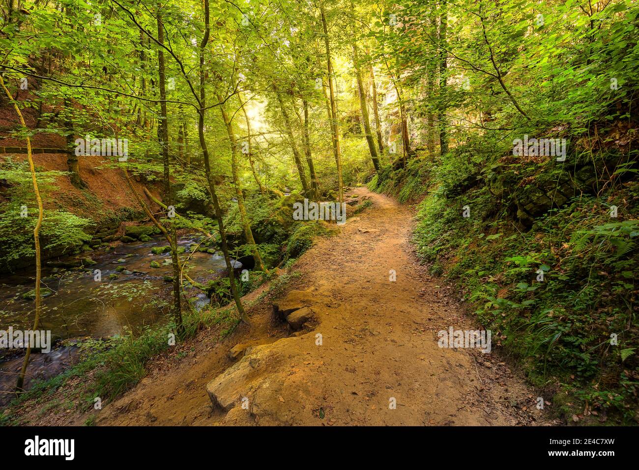 Un percorso nella foresta vicino al villaggio Breidweiler Foto Stock