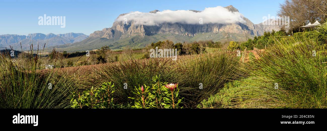 Vista elevata del vigneto con le montagne sullo sfondo, Jonkershoek Riserva Naturale, Città del Capo, Provincia del Capo Occidentale, Sud Africa Foto Stock