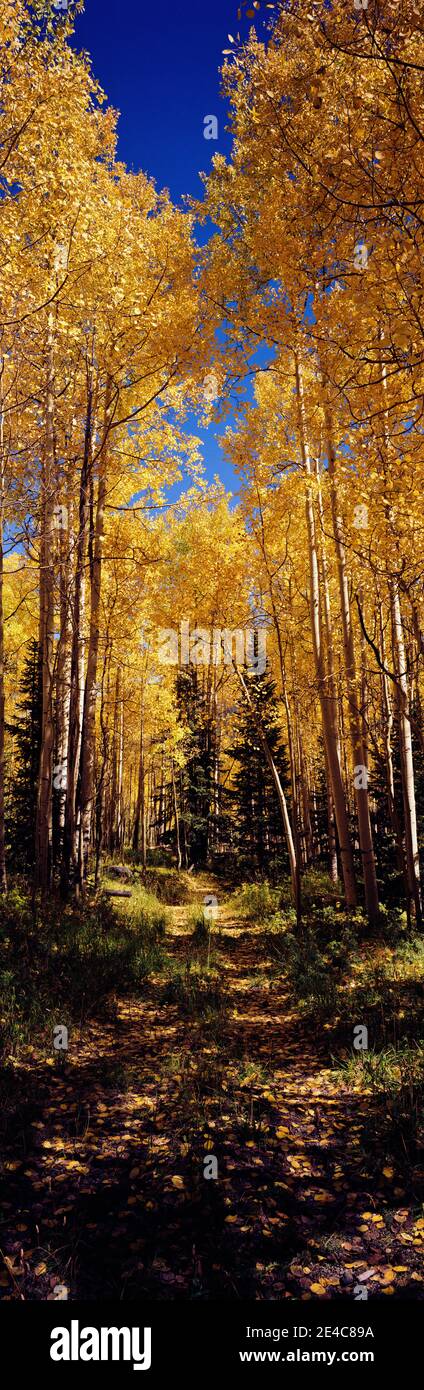 Strada sterrata che attraversa la foresta di Aspen, Colorado, USA Foto Stock