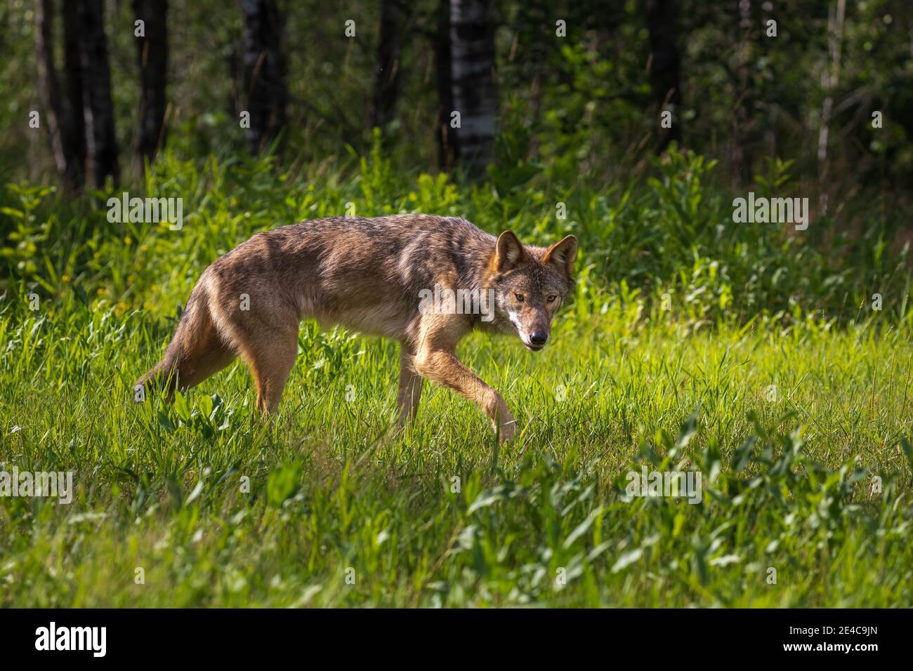 Lupo grigio nel Wisconsin settentrionale. Foto Stock