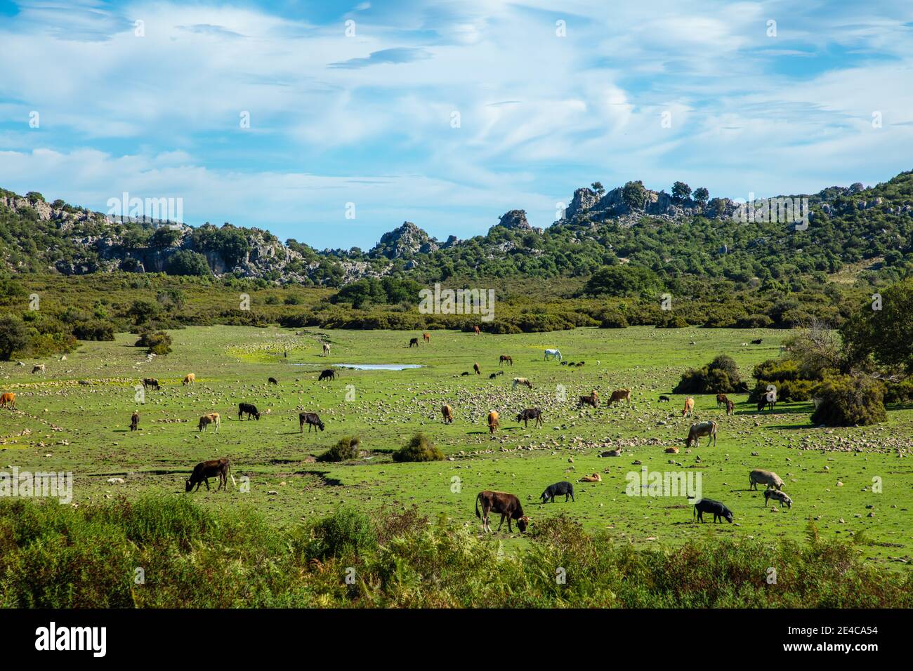 Italia, Sardegna. Una radura con animali selvatici come maiali, bovini, cavalli. Questo pascolo si trova sulle montagne del Parco del Golfo di Orosei e del Gennargentu. Foto Stock