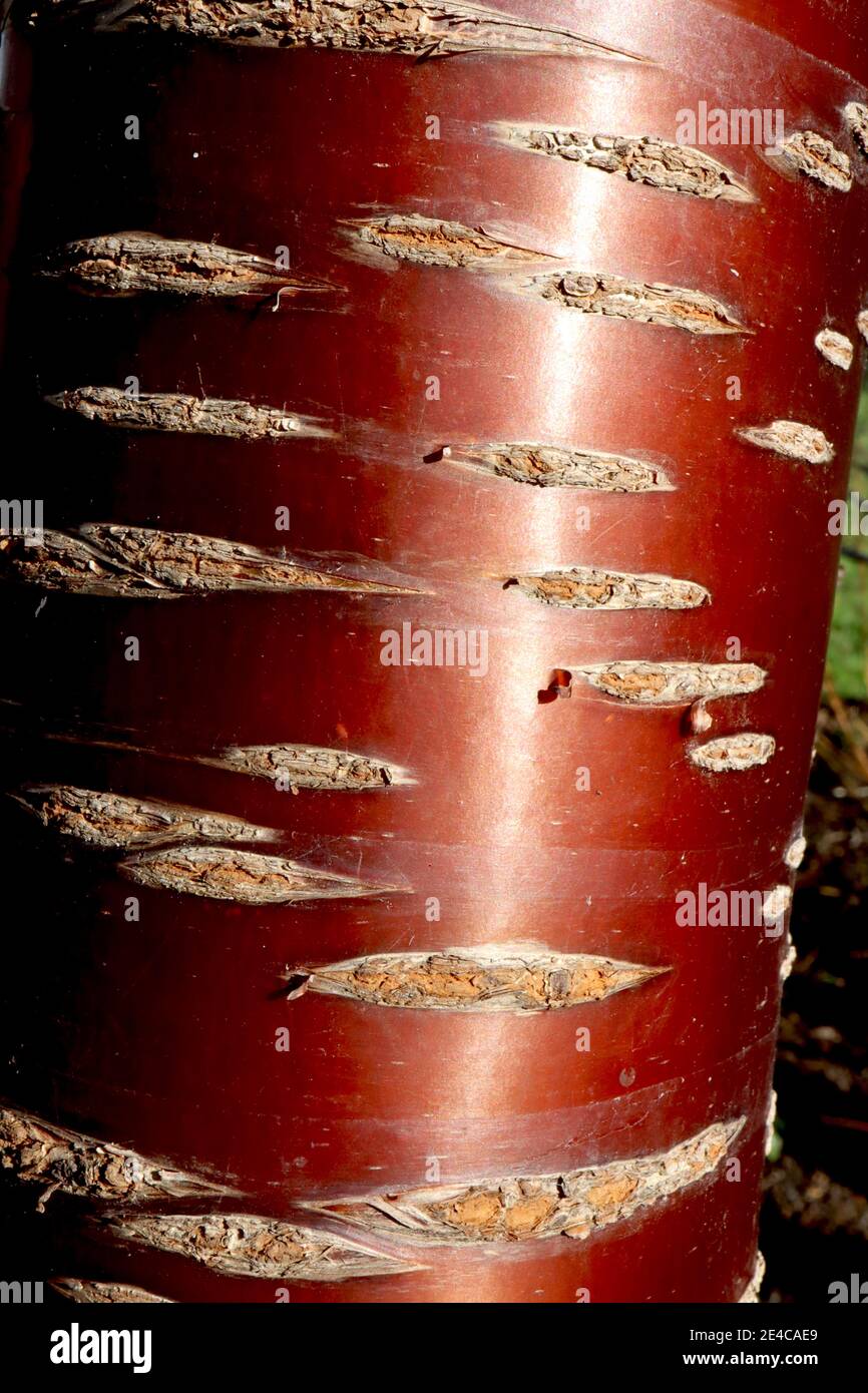 Prunus serrula var. Tibetica ciliegia tibetana – corteccia color mogano lucido con segni orizzontali marroni grigi, gennaio, Inghilterra, Regno Unito Foto Stock