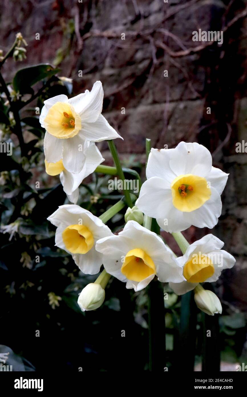 Narcissus tazzetta ‘Avalanche’ Tazzetta daffodil Avalanche – grappoli di narcisi altamente profumati su un solo stelo, gennaio, Inghilterra, Regno Unito Foto Stock