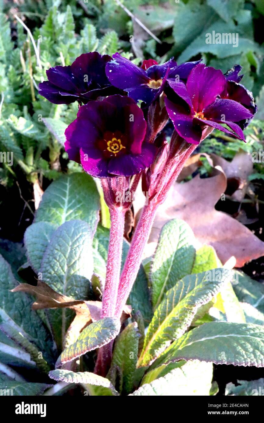 Polyanthus ‘Stella Neon Violet’ Primrose Stella Neon Violet – grappoli di fiori viola con centri rossi e dorati, gennaio, Inghilterra, Regno Unito Foto Stock