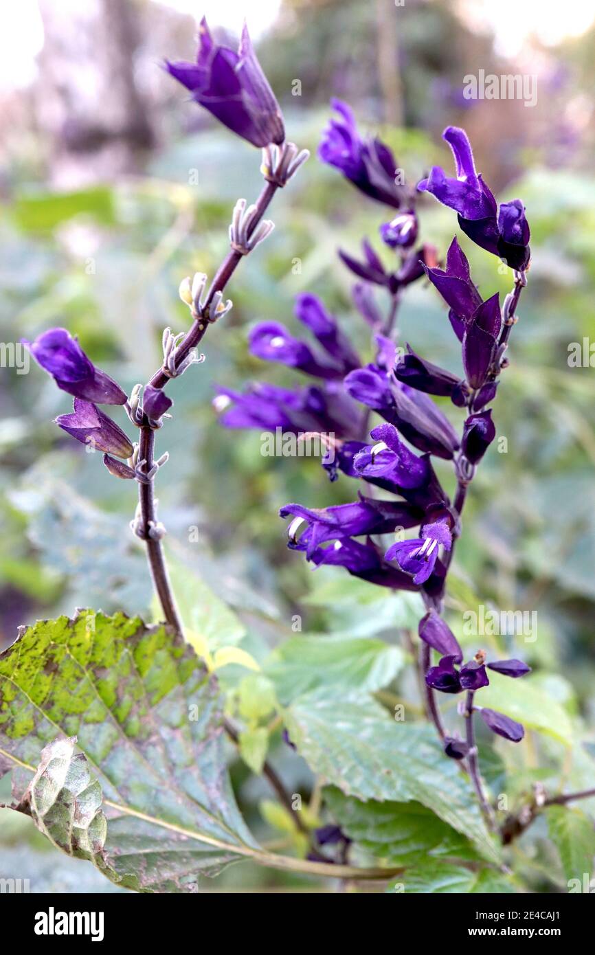 Salvia ‘Amistad‘ Sage Amistad – fiori tubolari viola profondi su steli neri, gennaio, Inghilterra, Regno Unito Foto Stock