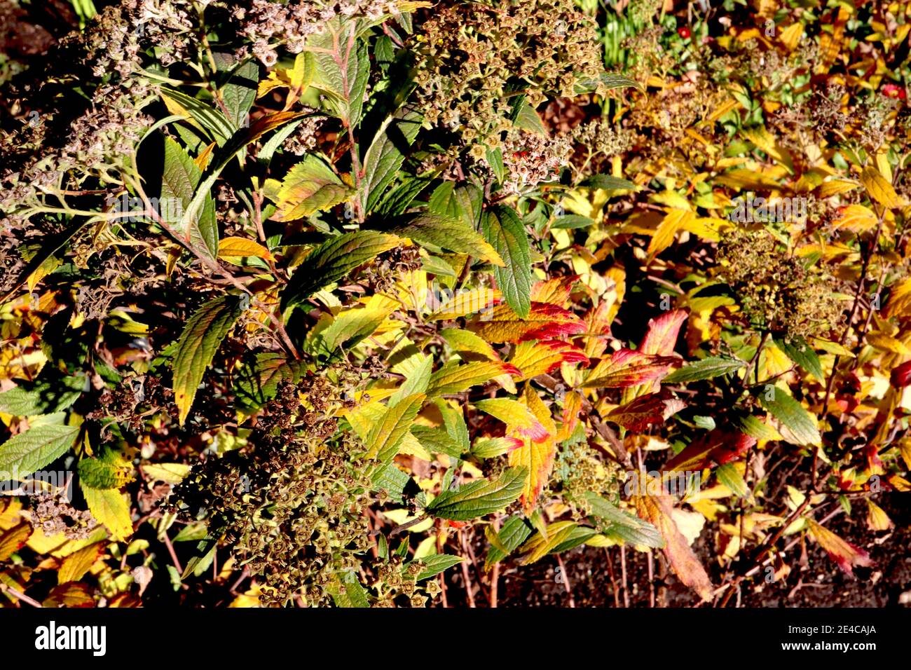 Spiraea japonica ‘Goldflame‘ foglie gialle, verdi, arancioni e rosse sui gambi marroni, gennaio, Inghilterra, Regno Unito Foto Stock